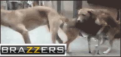 brazzers.gif