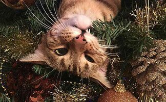 xmastree_blog_718x.jpg